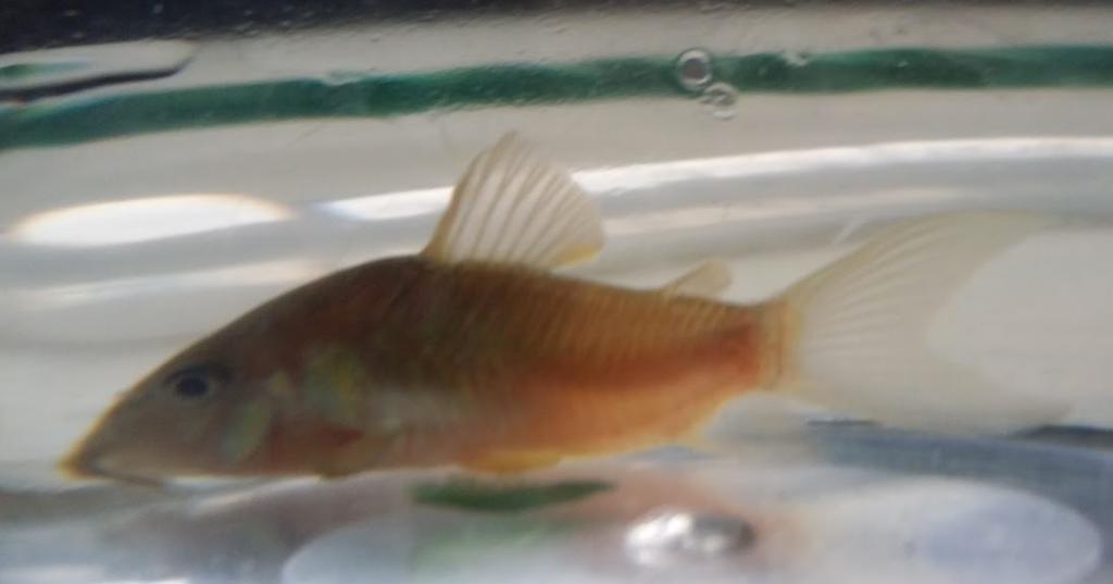 White Lump on Bronze Cory Fin Tropical Fish Keeping